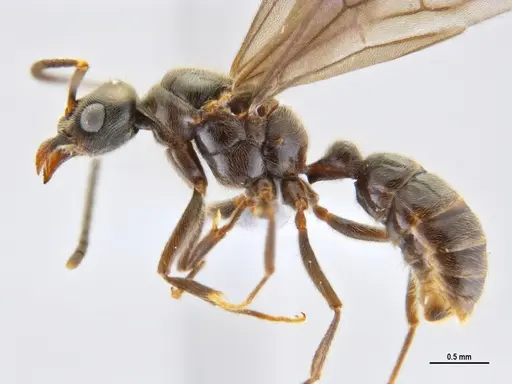 Typhlomyrmex rogenhoferi - ANTWEB1047302