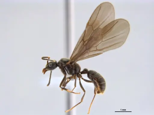 Typhlomyrmex rogenhoferi - ANTWEB1047302