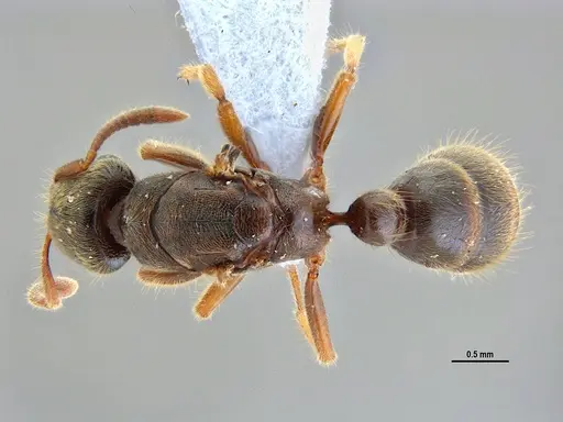 Typhlomyrmex rogenhoferi - ANTWEB1047303