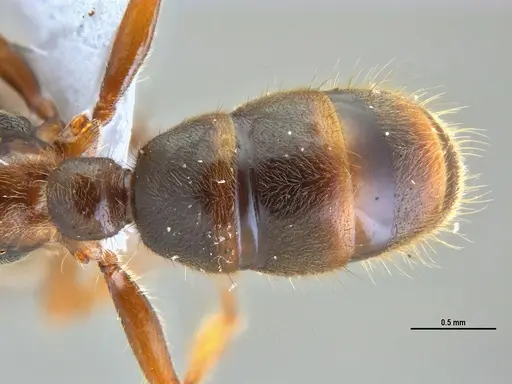Typhlomyrmex rogenhoferi - ANTWEB1047303