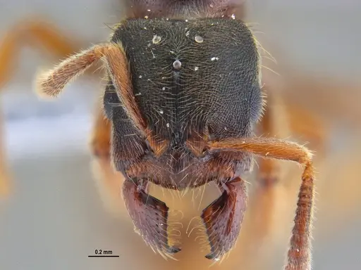 Typhlomyrmex rogenhoferi - ANTWEB1047303
