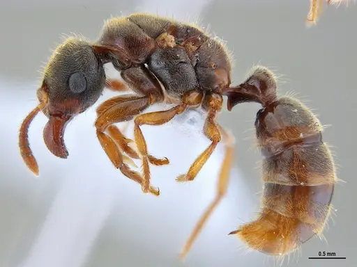 Typhlomyrmex rogenhoferi - ANTWEB1047303