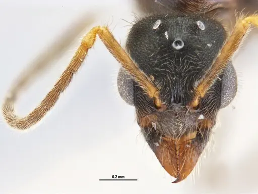 Typhlomyrmex rogenhoferi - ANTWEB1047304