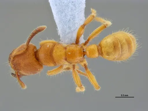 Typhlomyrmex rogenhoferi - ANTWEB1047305