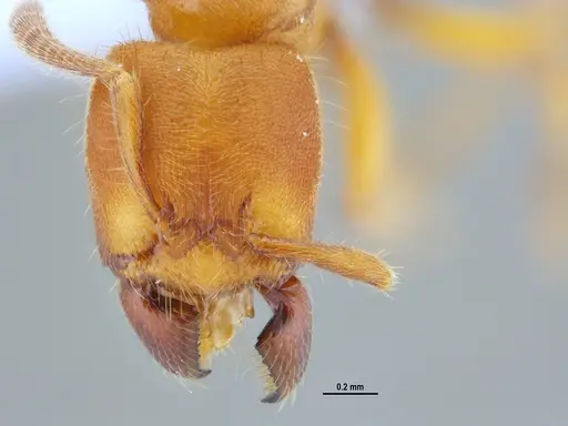 Typhlomyrmex rogenhoferi - ANTWEB1047305