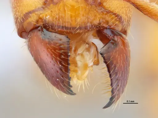 Typhlomyrmex rogenhoferi - ANTWEB1047305