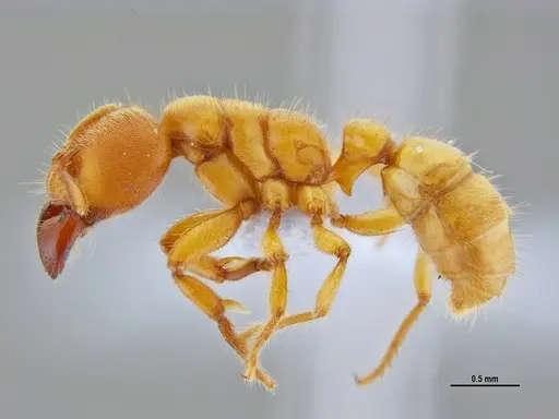 Typhlomyrmex rogenhoferi - ANTWEB1047305