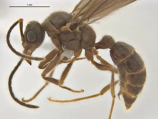 Typhlomyrmex rogenhoferi - ANTWEB1062804