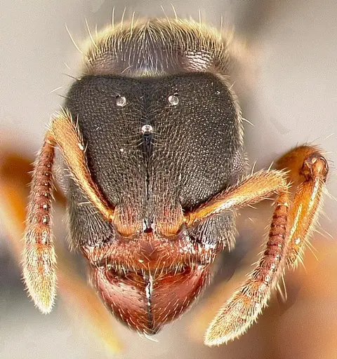Typhlomyrmex rogenhoferi - CASENT0000005