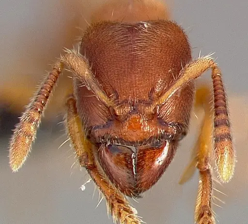Typhlomyrmex rogenhoferi - CASENT0004700