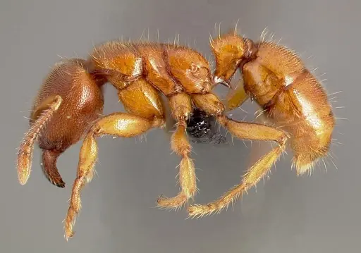 Typhlomyrmex rogenhoferi - CASENT0004700