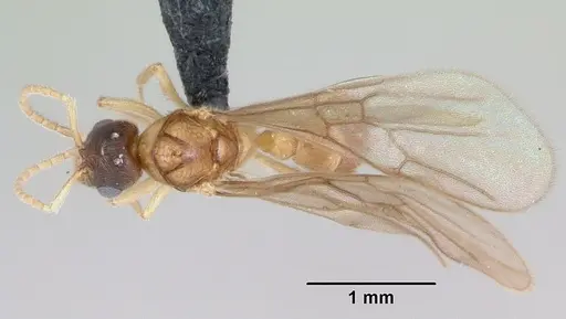 Typhlomyrmex rogenhoferi - CASENT0006787