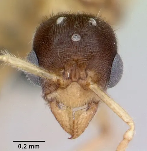 Typhlomyrmex rogenhoferi - CASENT0006787
