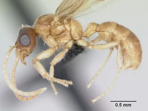 Typhlomyrmex rogenhoferi - CASENT0006787