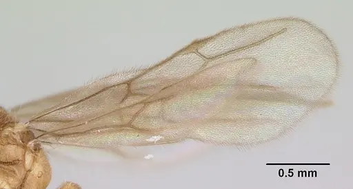 Typhlomyrmex rogenhoferi - CASENT0006787