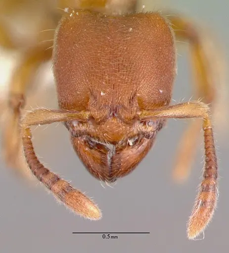 Typhlomyrmex rogenhoferi - CASENT0010872