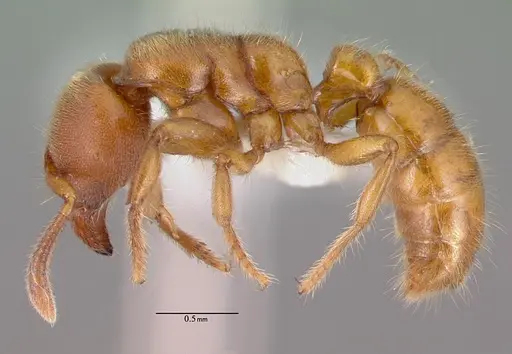 Typhlomyrmex rogenhoferi - CASENT0010872