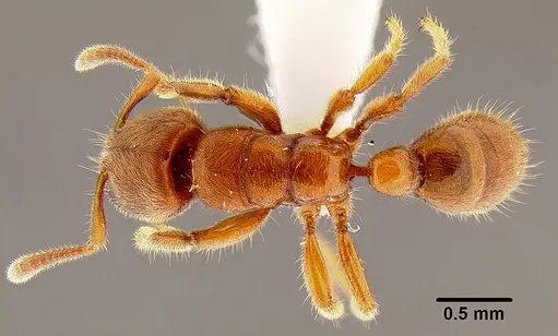 Typhlomyrmex rogenhoferi - CASENT0106082