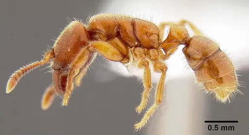 Typhlomyrmex rogenhoferi - CASENT0106082