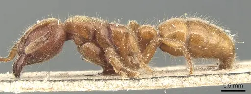 Typhlomyrmex rogenhoferi - CASENT0903806