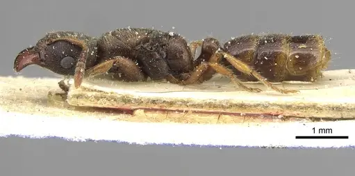 Typhlomyrmex rogenhoferi - CASENT0915319