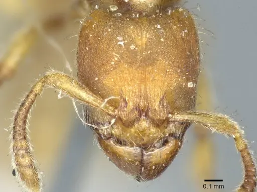 Typhlomyrmex rogenhoferi - CASENT0915929