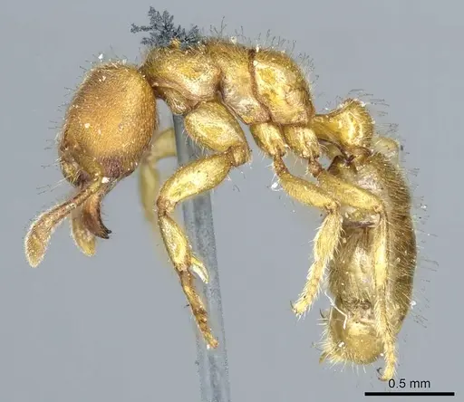 Typhlomyrmex rogenhoferi - CASENT0915929