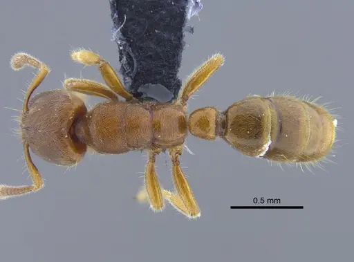 Typhlomyrmex rogenhoferi - CBUMAGENT41771