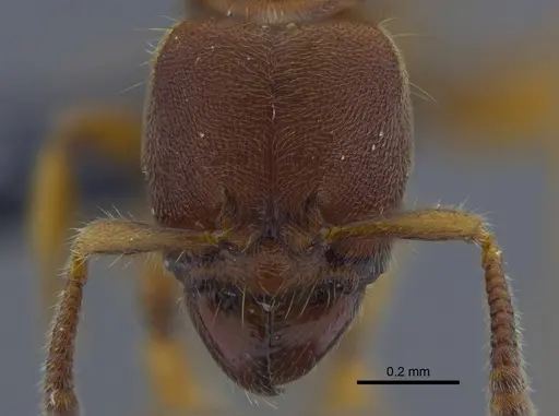 Typhlomyrmex rogenhoferi - CBUMAGENT41771