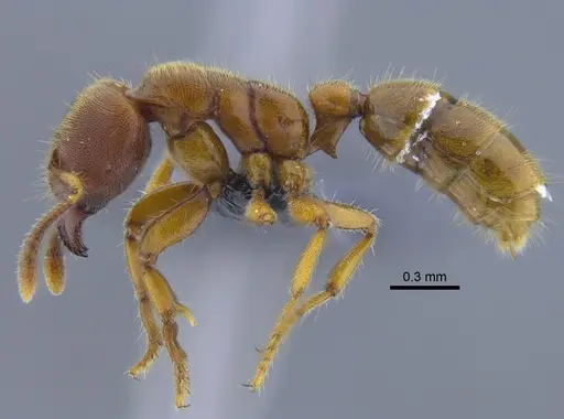 Typhlomyrmex rogenhoferi - CBUMAGENT41771