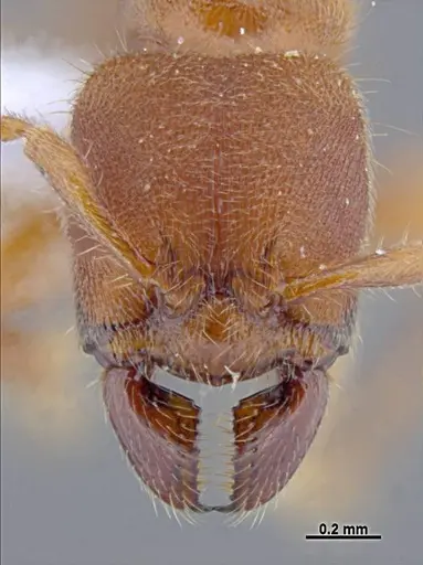 Typhlomyrmex rogenhoferi - UFV-LABECOL-006013