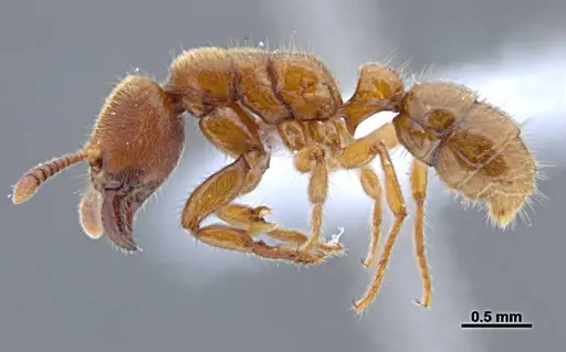 Typhlomyrmex rogenhoferi - UFV-LABECOL-006013