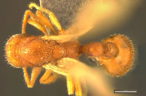 Tyrannomyrmex alii specimen