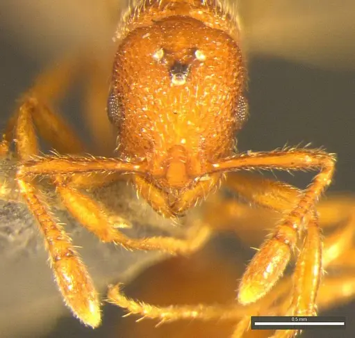 Tyrannomyrmex alii specimen