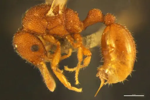 Tyrannomyrmex alii specimen