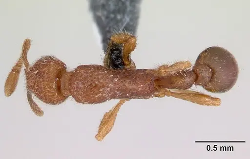 Tyrannomyrmex dux specimen