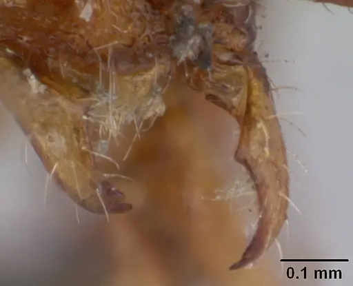 Tyrannomyrmex dux specimen