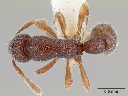 Tyrannomyrmex legatus specimen