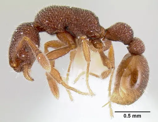 Tyrannomyrmex legatus specimen