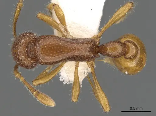 Tyrannomyrmex rex specimen