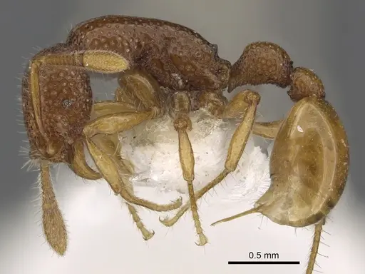 Tyrannomyrmex rex specimen