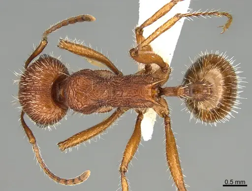 Veromessor andrei specimen