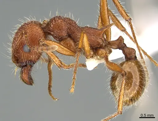 Veromessor andrei specimen