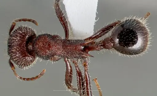 Veromessor andrei - CASENT0005728