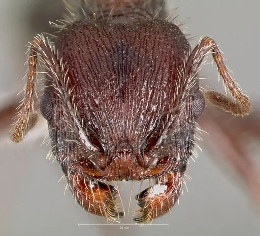 Veromessor andrei - CASENT0005728