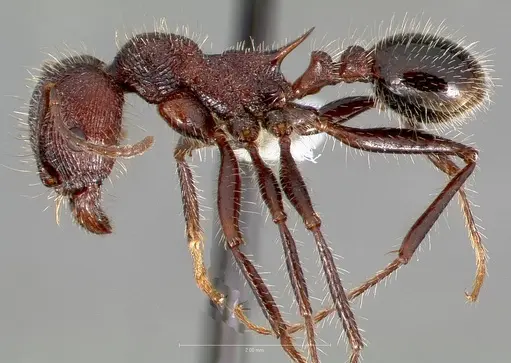 Veromessor andrei - CASENT0005728