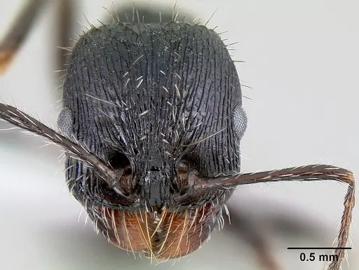 Veromessor andrei - CASENT0106051