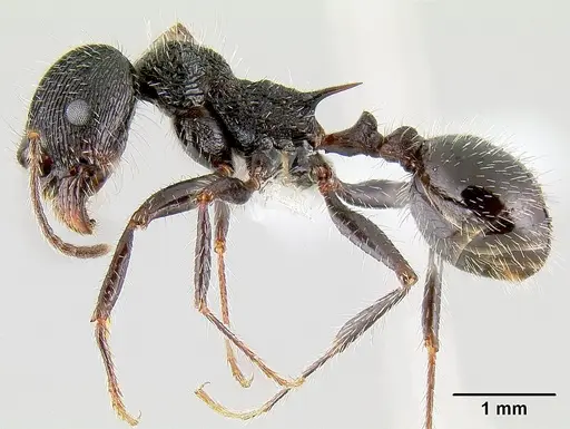 Veromessor andrei - CASENT0106051