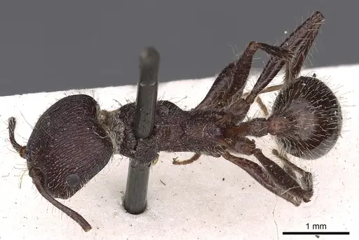 Veromessor andrei - CASENT0900462