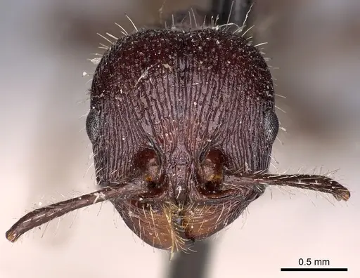 Veromessor andrei - CASENT0900462